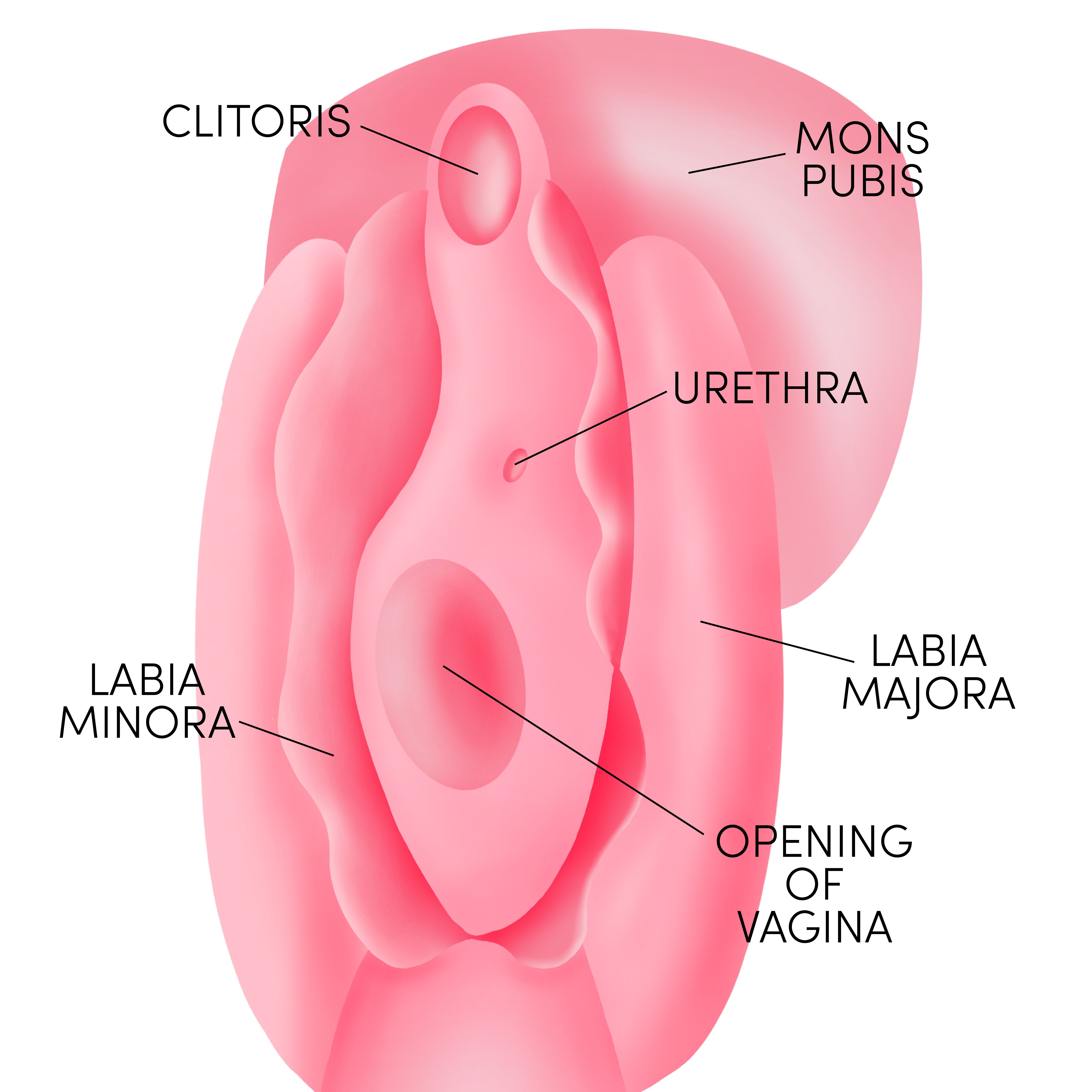 Female Vagina - with labels
